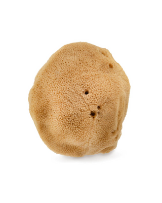 Hhuumm hypoallergenic and antibacterial natural brown sea sponge 9.5cm 02F