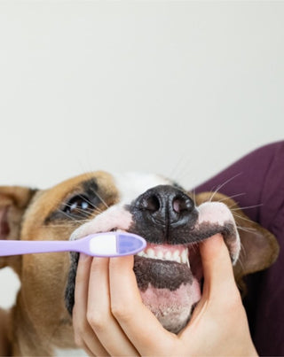 Coconut-banana dog toothpaste neutralizes odor and removes tartar Auna For Fauna 30 ml - 2